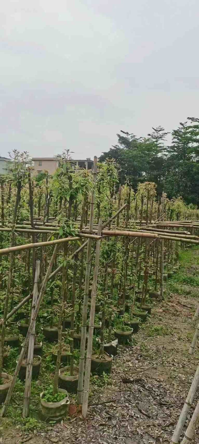 金丝楠木3～10公分基地直销规格齐全欢迎老板来电咨询合作