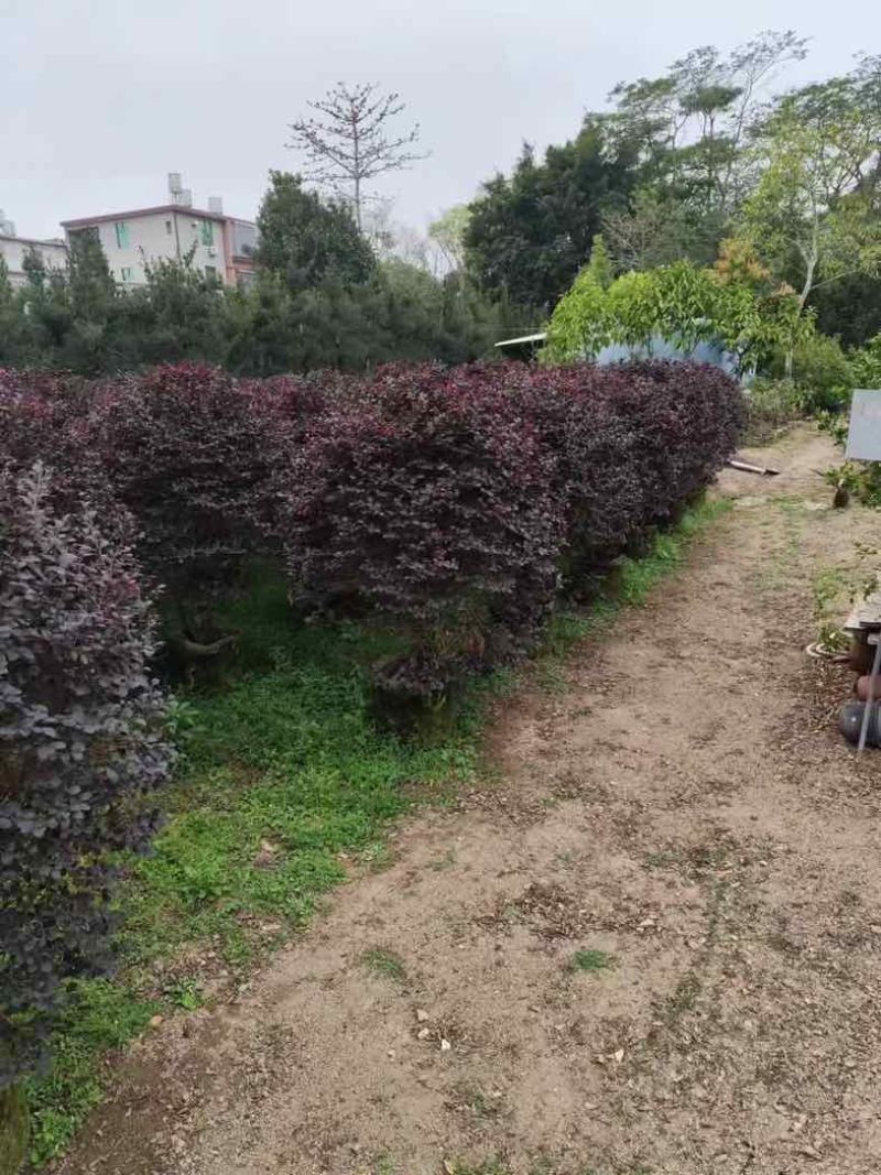 红花檵木球60至120出售，规格齐全欢迎老板来电咨询合作
