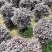 红花檵木球60至120出售，规格齐全欢迎老板来电咨询合作