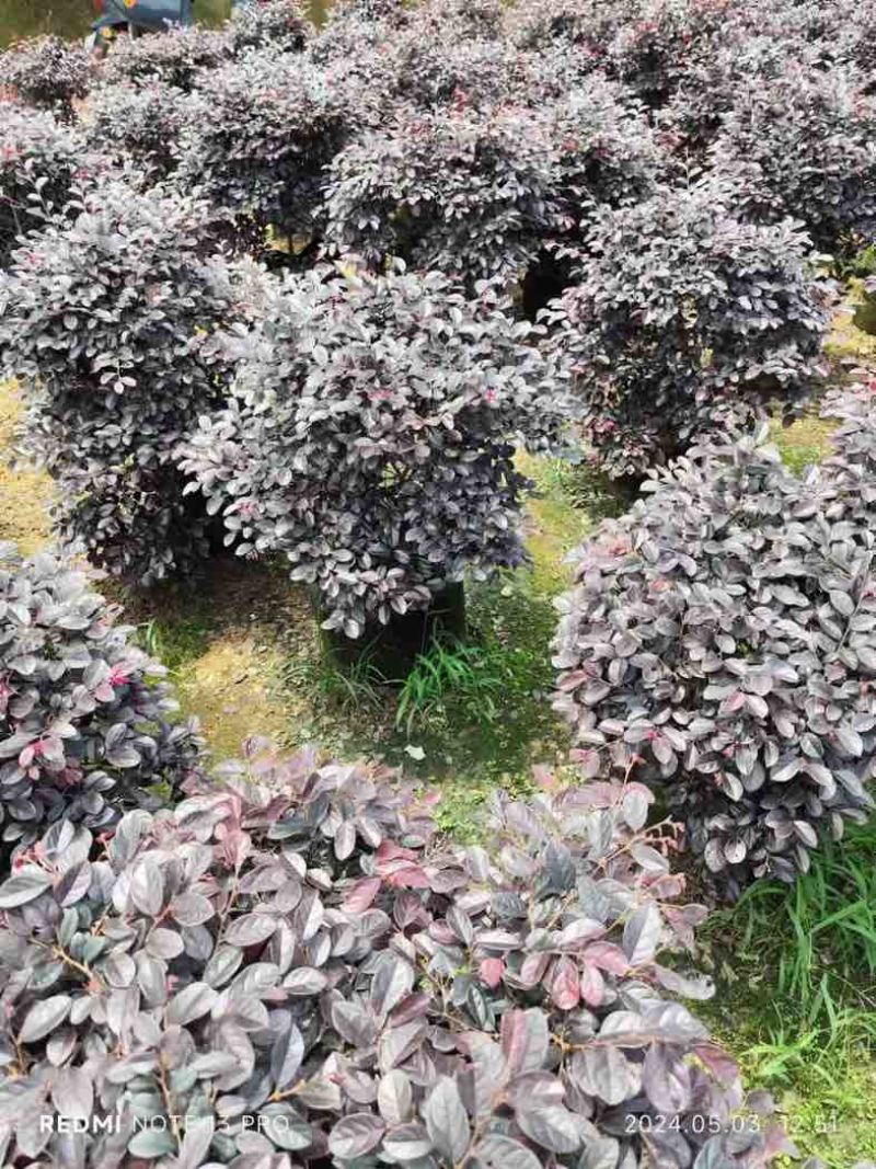 红花檵木球60至120出售，规格齐全欢迎老板来电咨询合作