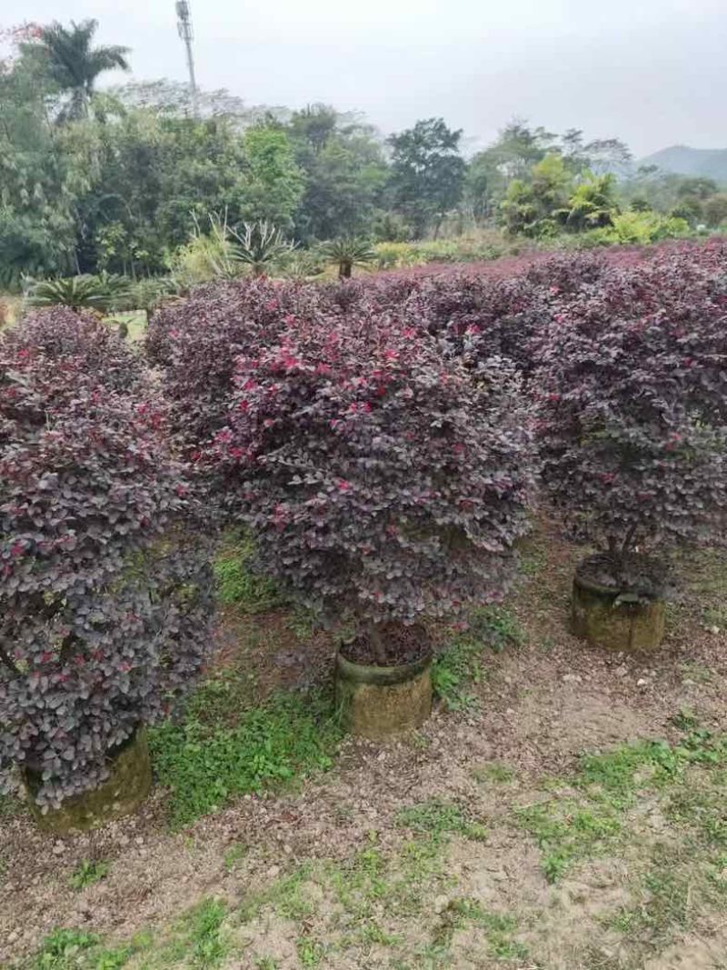 红花檵木球60至120出售，规格齐全欢迎老板来电咨询合作