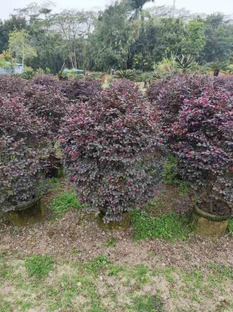 红花檵木球60至120出售，规格齐全欢迎老板来电咨询合作