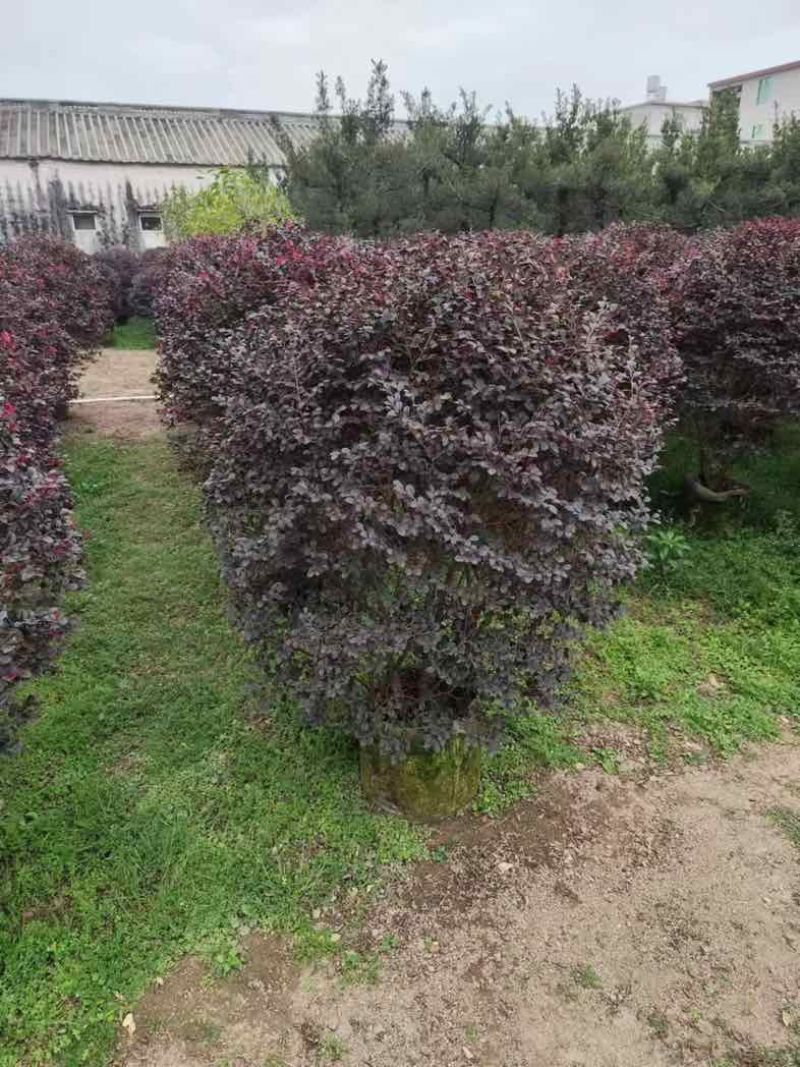红花檵木球60至120出售，规格齐全欢迎老板来电咨询合作