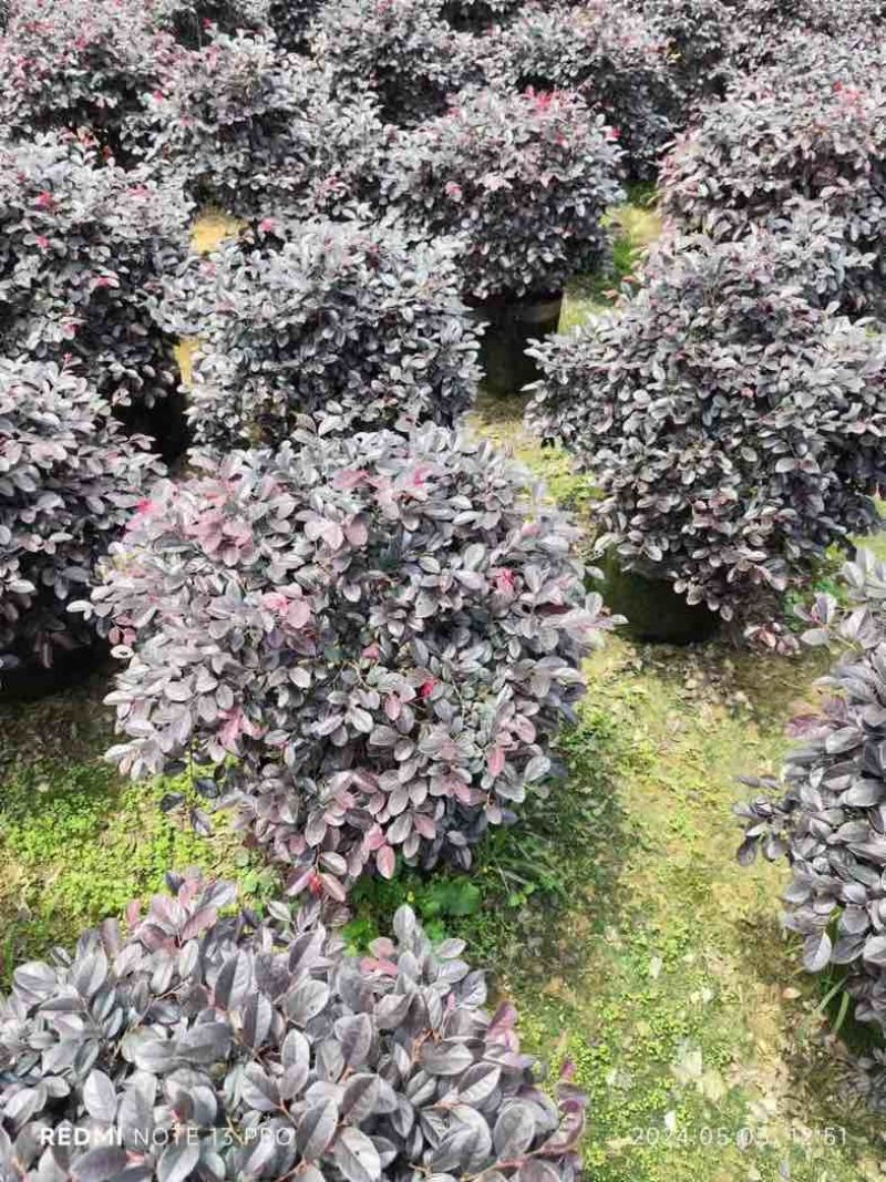 红花檵木球60至120出售，规格齐全欢迎老板来电咨询合作