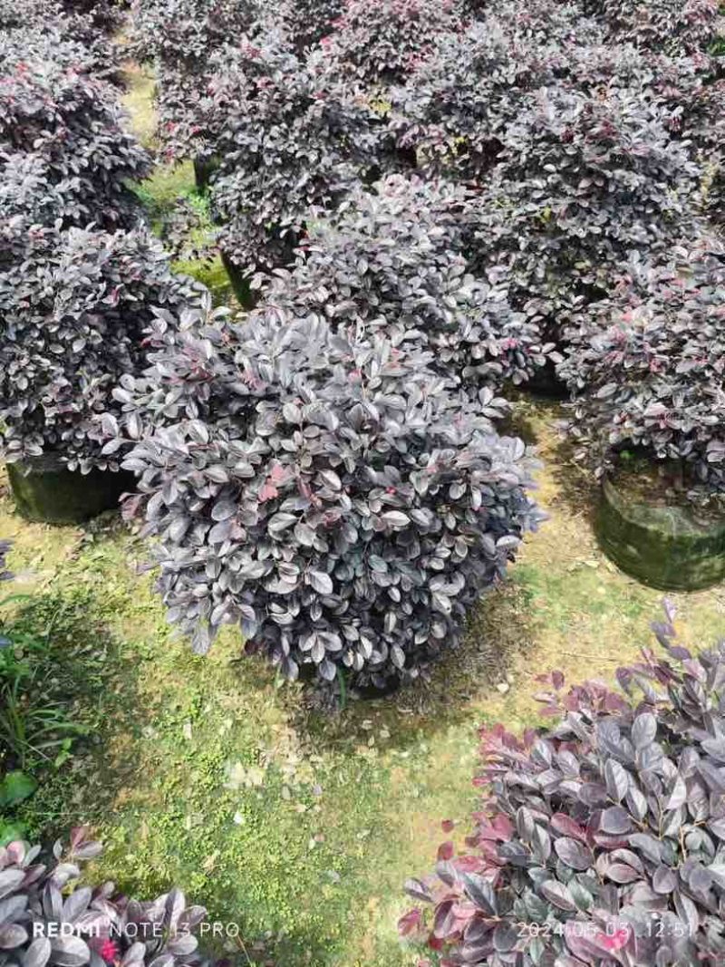 红花檵木球60至120出售，规格齐全欢迎老板来电咨询合作