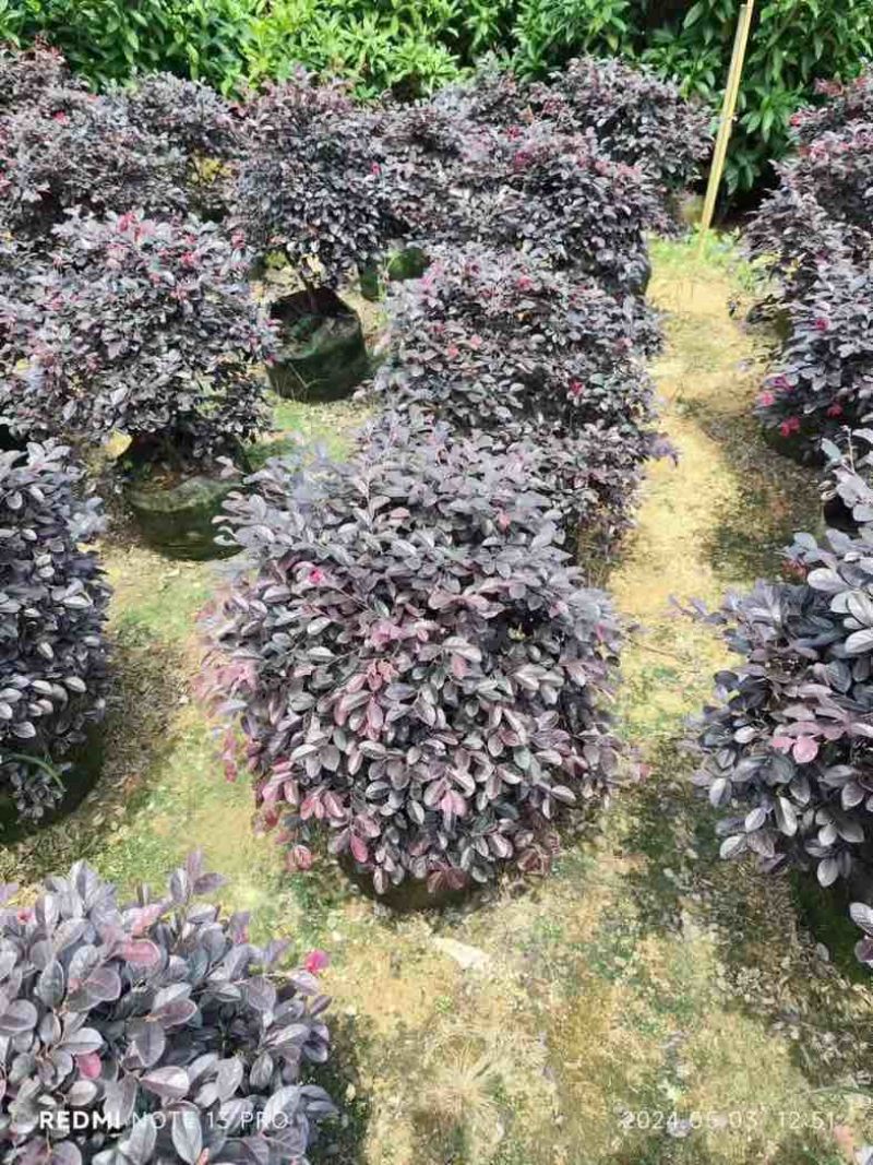 红花檵木球60至120出售，规格齐全欢迎老板来电咨询合作