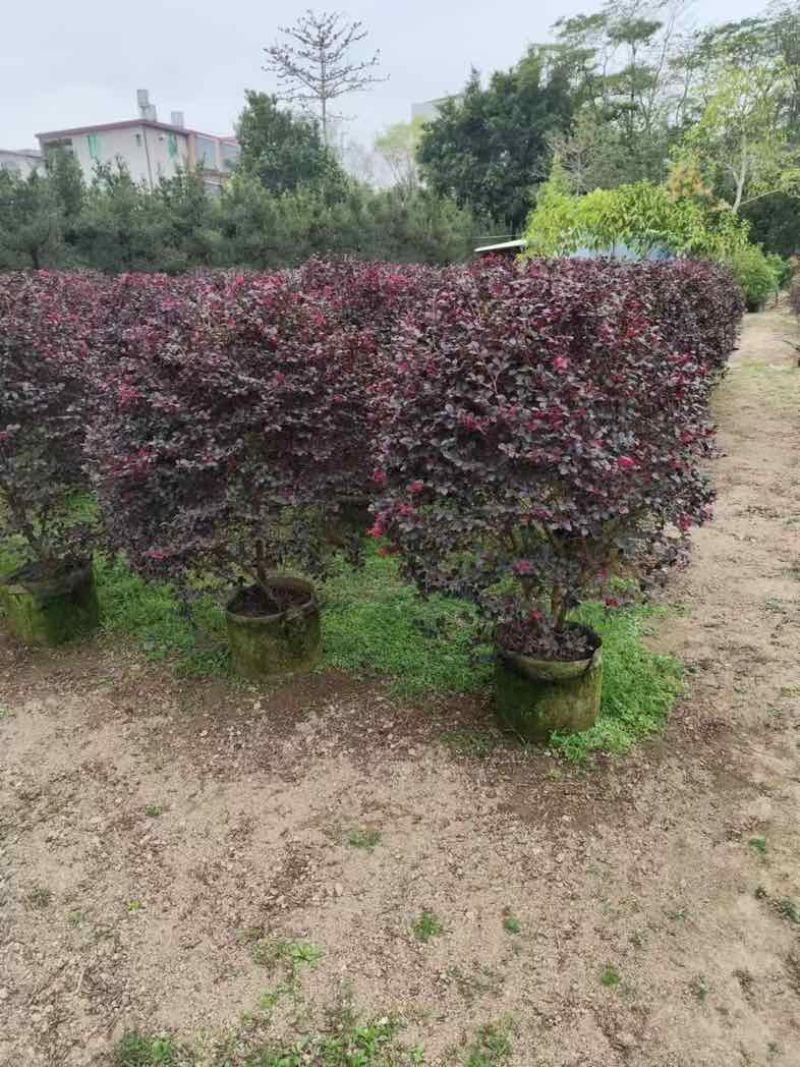 红花檵木球60至120出售，规格齐全欢迎老板来电咨询合作