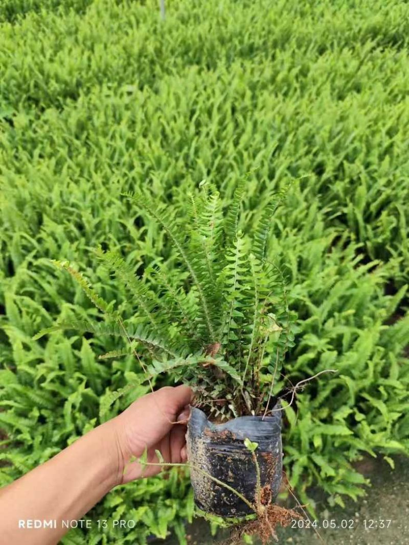 肾蕨/排骨草小杯中杯基地直销质量优质欢迎老板来电咨询合作