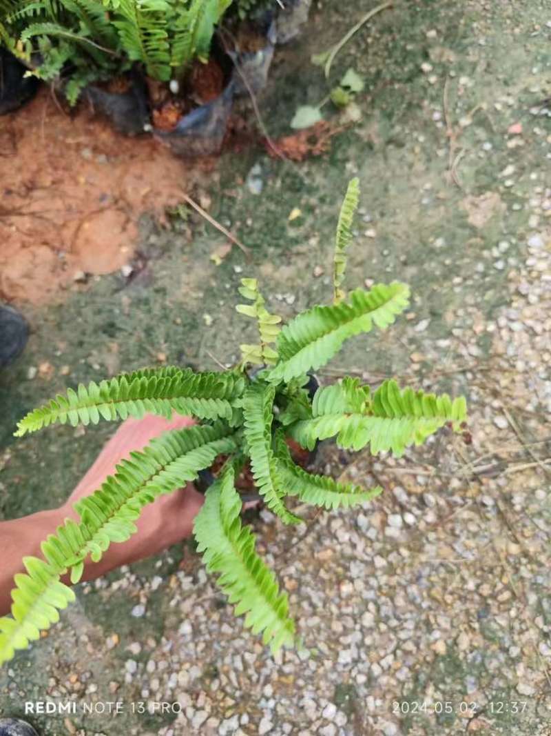 肾蕨/排骨草小杯中杯基地直销质量优质欢迎老板来电咨询合作