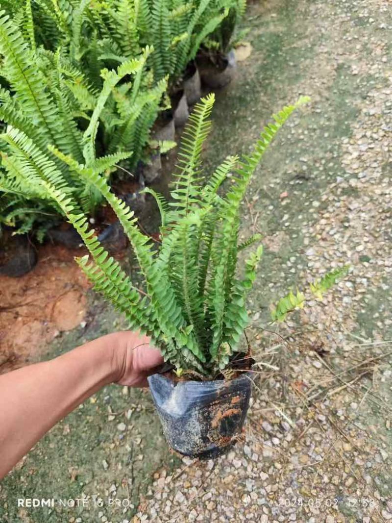 肾蕨/排骨草小杯中杯基地直销质量优质欢迎老板来电咨询合作