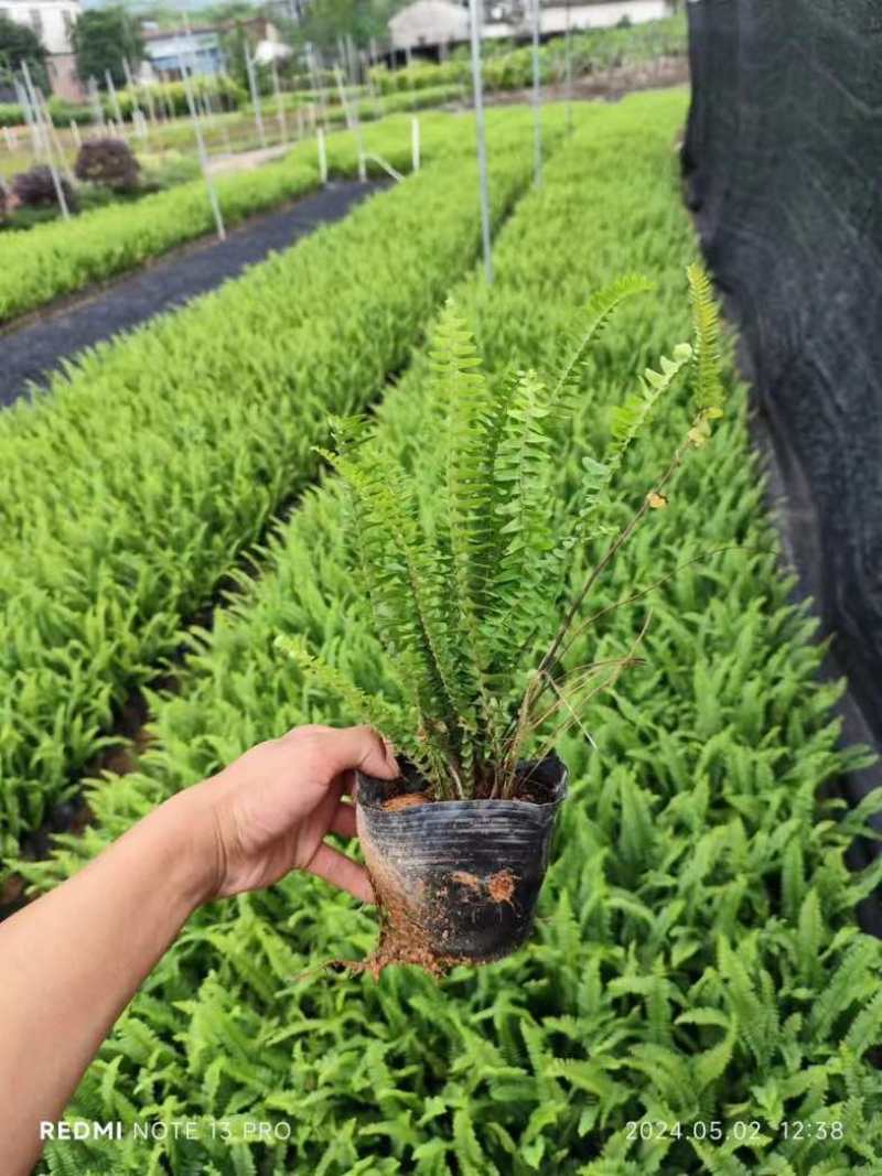肾蕨/排骨草小杯中杯基地直销质量优质欢迎老板来电咨询合作