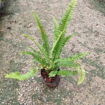肾蕨/排骨草小杯中杯基地直销质量优质欢迎老板来电咨询合作