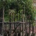 扁桃树8～15公分基地直销规格齐全欢迎老板来电咨询