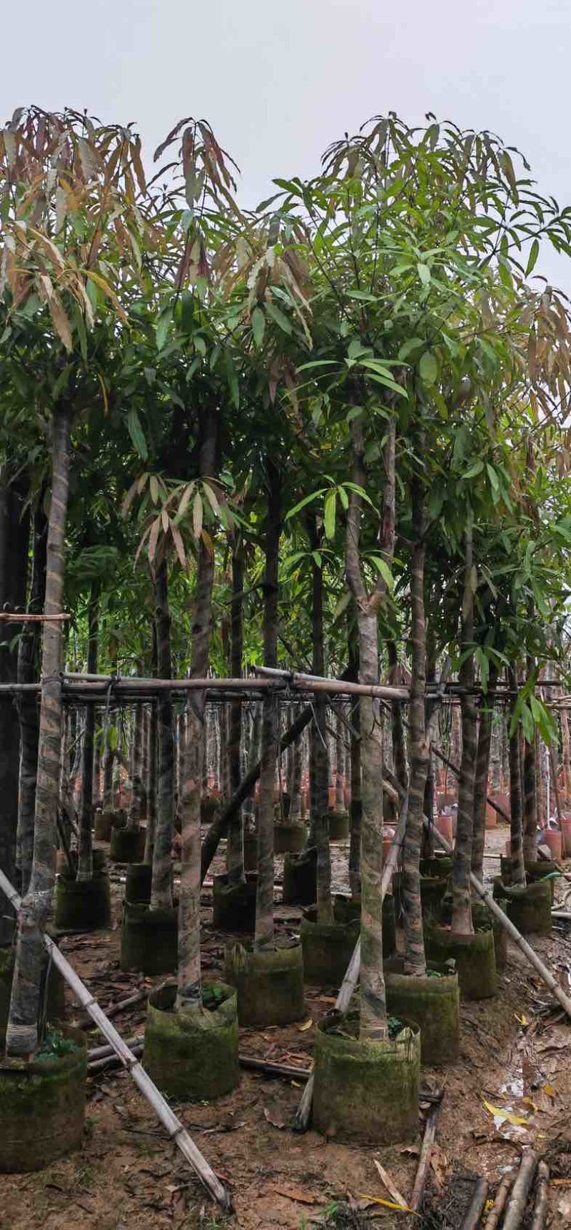 扁桃树8～15公分基地直销规格齐全欢迎老板来电咨询