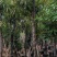 扁桃树8～15公分基地直销规格齐全欢迎老板来电咨询