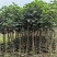 黄槿1～15公分基地直销规格齐全欢迎老板来电咨询合作