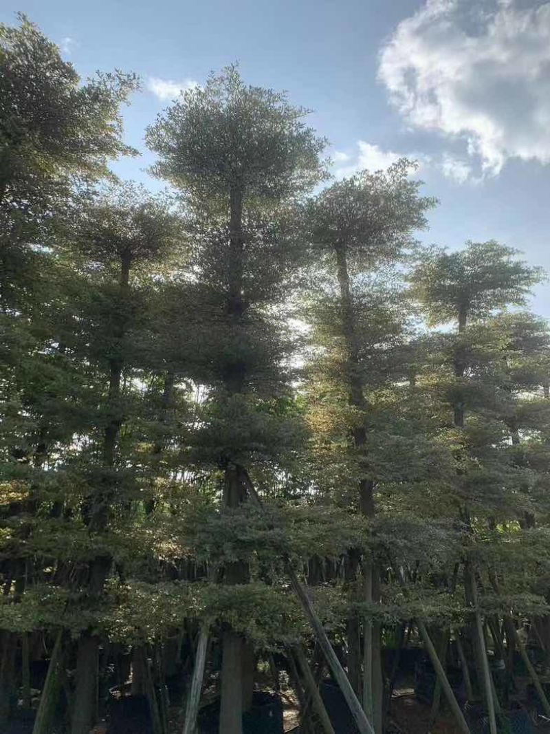 造托锦叶榄仁树12～15公分基地直销规格齐全欢迎老板来电