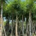 桃花心木15～20公分基地直销规格齐全欢迎老板来电咨询