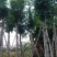桃花心木15～20公分基地直销规格齐全欢迎老板来电咨询