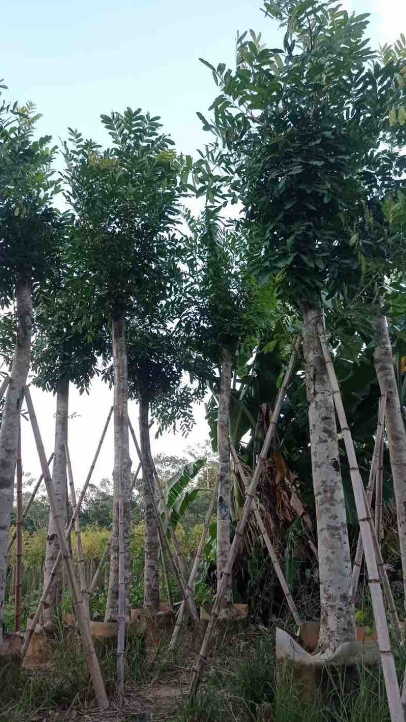 桃花心木15～20公分基地直销规格齐全欢迎老板来电咨询