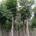 桃花心木15～20公分基地直销规格齐全欢迎老板来电咨询