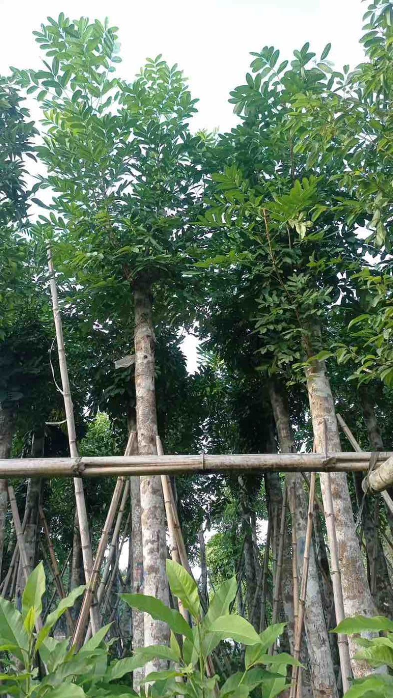 桃花心木15～20公分基地直销规格齐全欢迎老板来电咨询