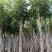 桃花心木15～20公分基地直销规格齐全欢迎老板来电咨询