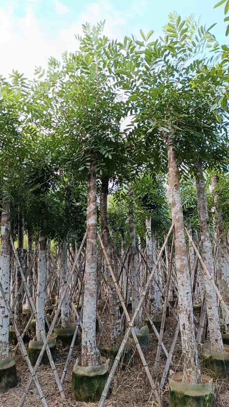 桃花心木15～20公分基地直销规格齐全欢迎老板来电咨询