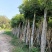 桃花心木15～20公分基地直销规格齐全欢迎老板来电咨询