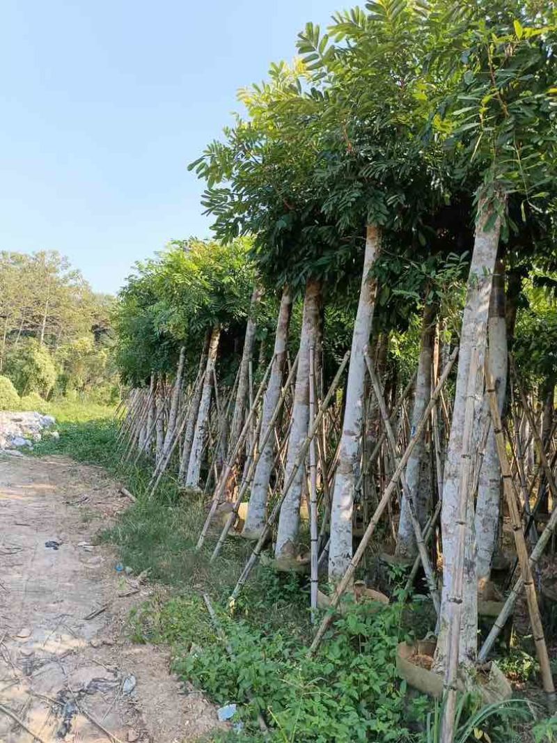 桃花心木15～20公分基地直销规格齐全欢迎老板来电咨询