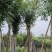 桃花心木15～20公分基地直销规格齐全欢迎老板来电咨询