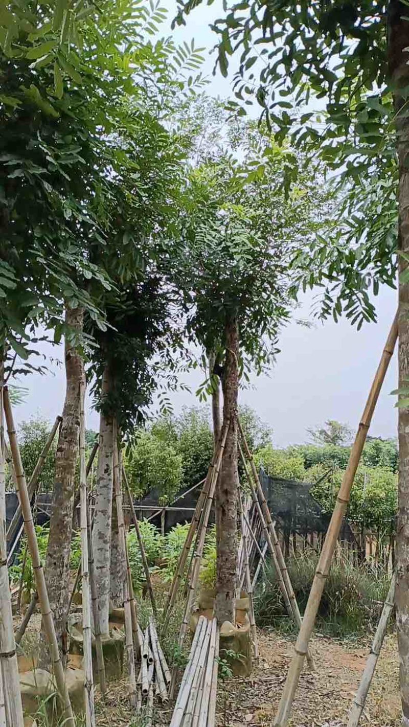 桃花心木15～20公分基地直销规格齐全欢迎老板来电咨询