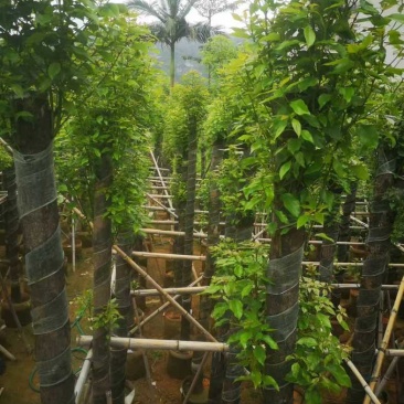 截杆香樟12～15公分基地直销规格齐全欢迎老板来电咨询