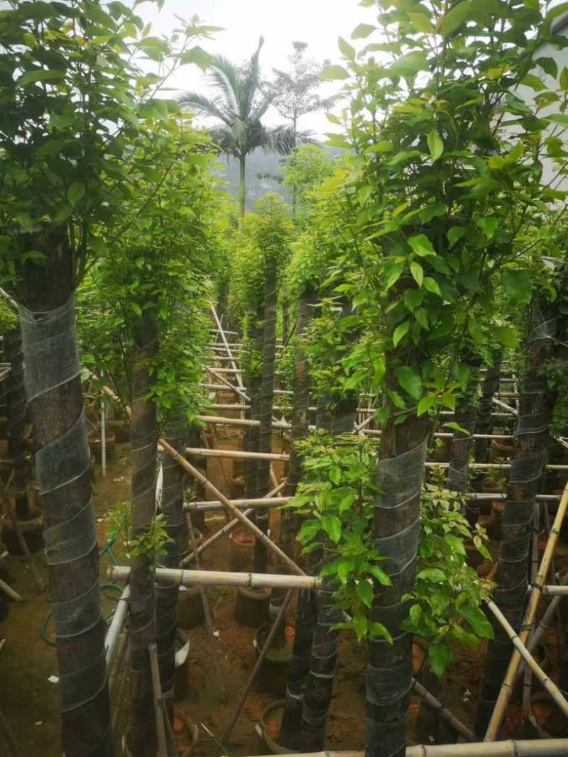 截杆香樟12～15公分基地直销规格齐全欢迎老板来电咨询