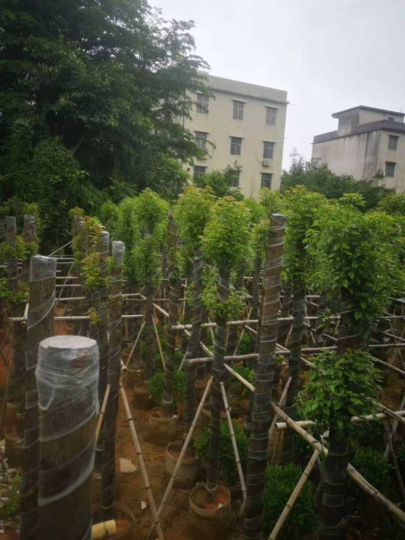 截杆香樟12～15公分基地直销规格齐全欢迎老板来电咨询