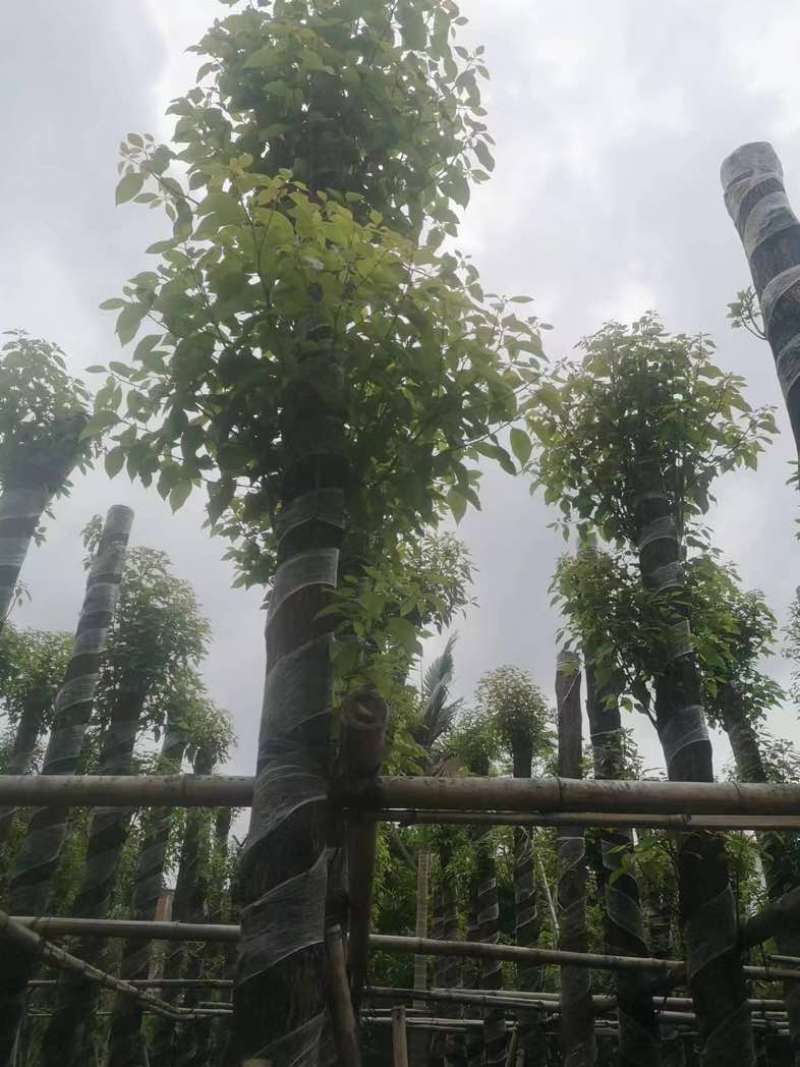 截杆香樟12～15公分基地直销规格齐全欢迎老板来电咨询
