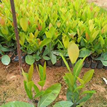 龙船花小杯中杯基地直销质量优质欢迎老板来电咨询合作