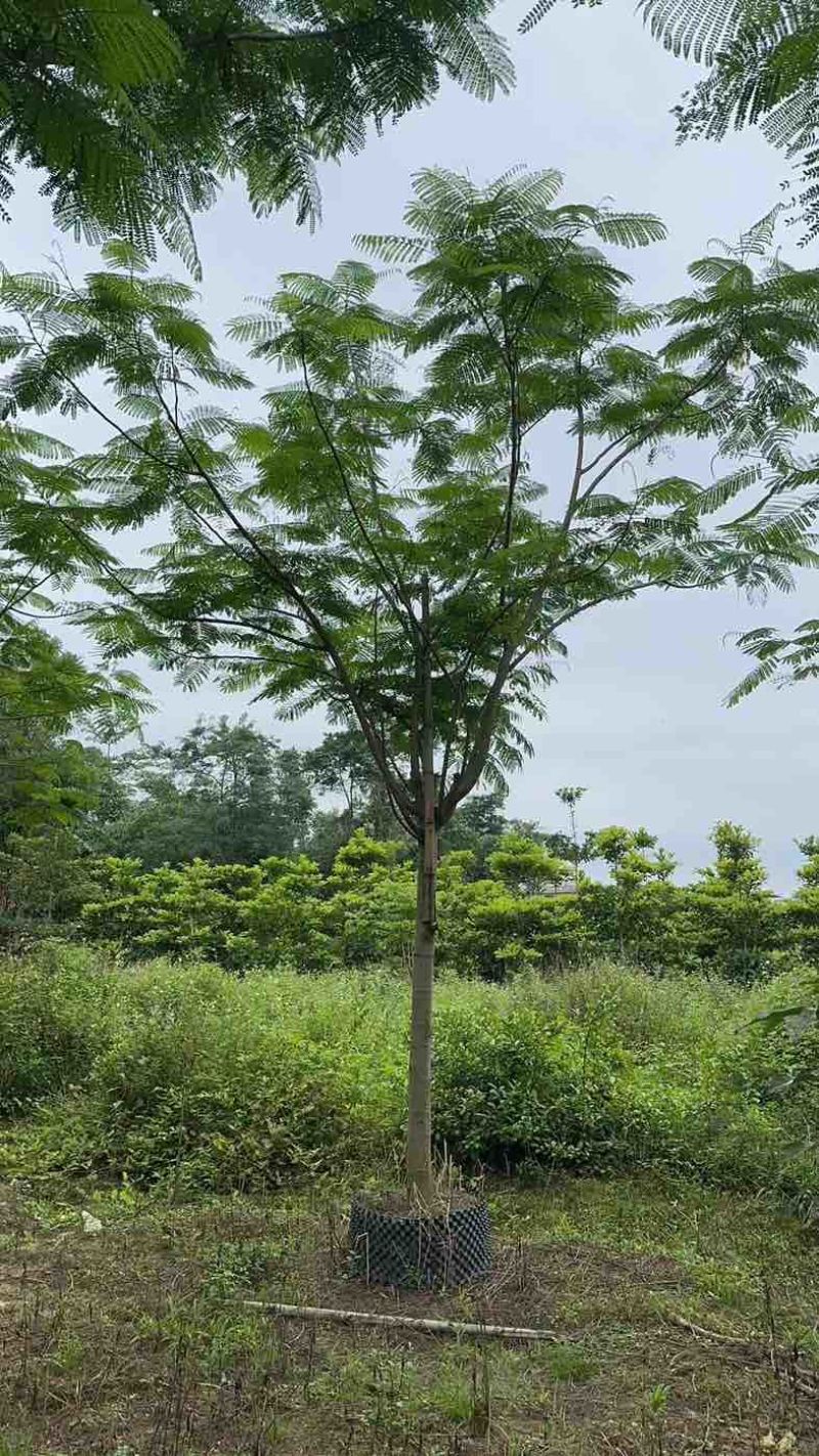 养冠凤凰树12～15公分基地直销规格齐全欢迎老板来电咨询