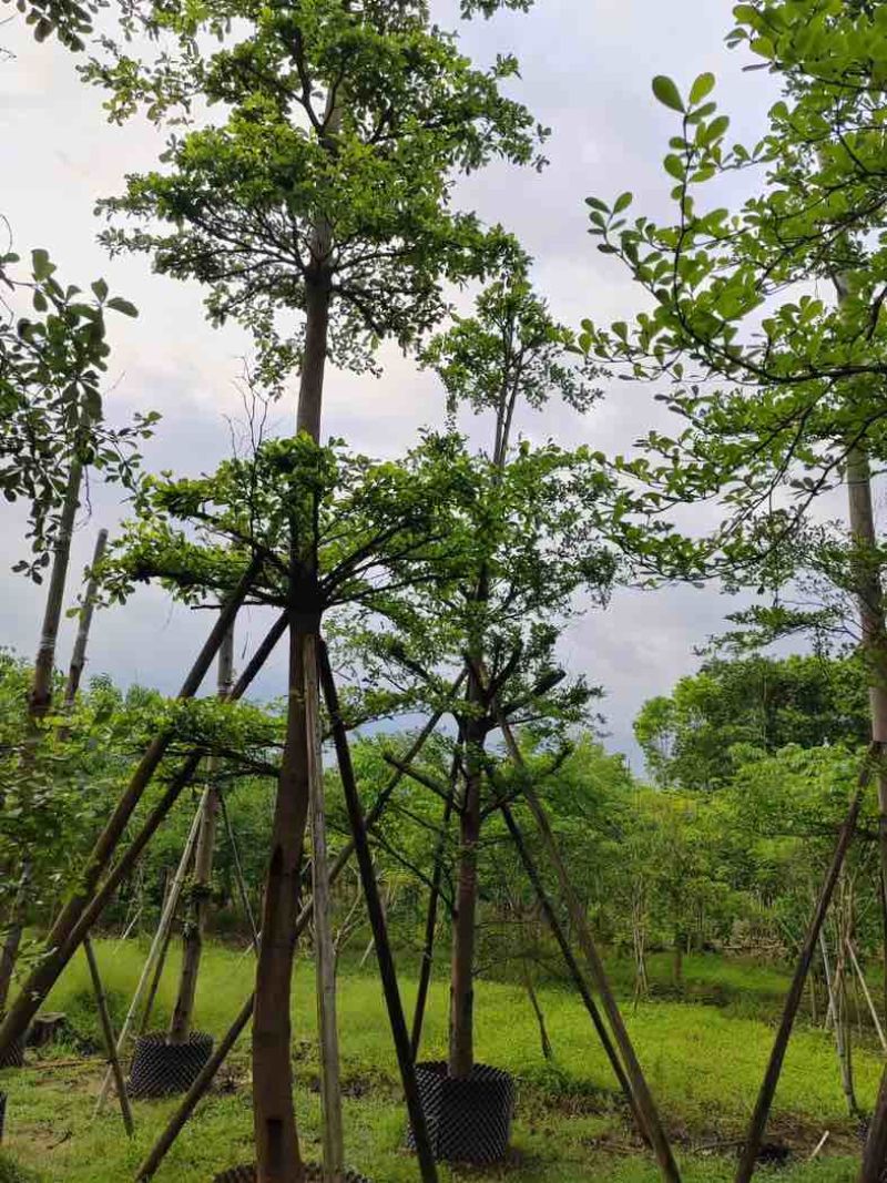 造托光杆小叶榄仁树10～16公分基地直销规格齐全欢迎来电