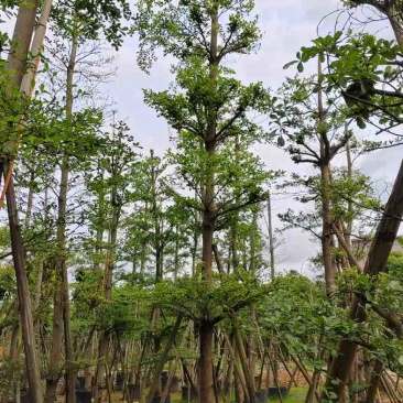 造托光杆小叶榄仁树10～16公分基地直销规格齐全欢迎来电