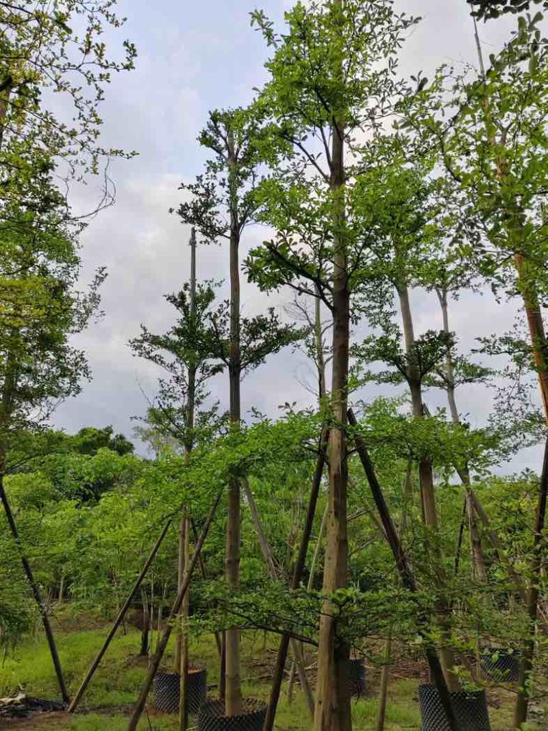 造托光杆小叶榄仁树10～16公分基地直销规格齐全欢迎来电