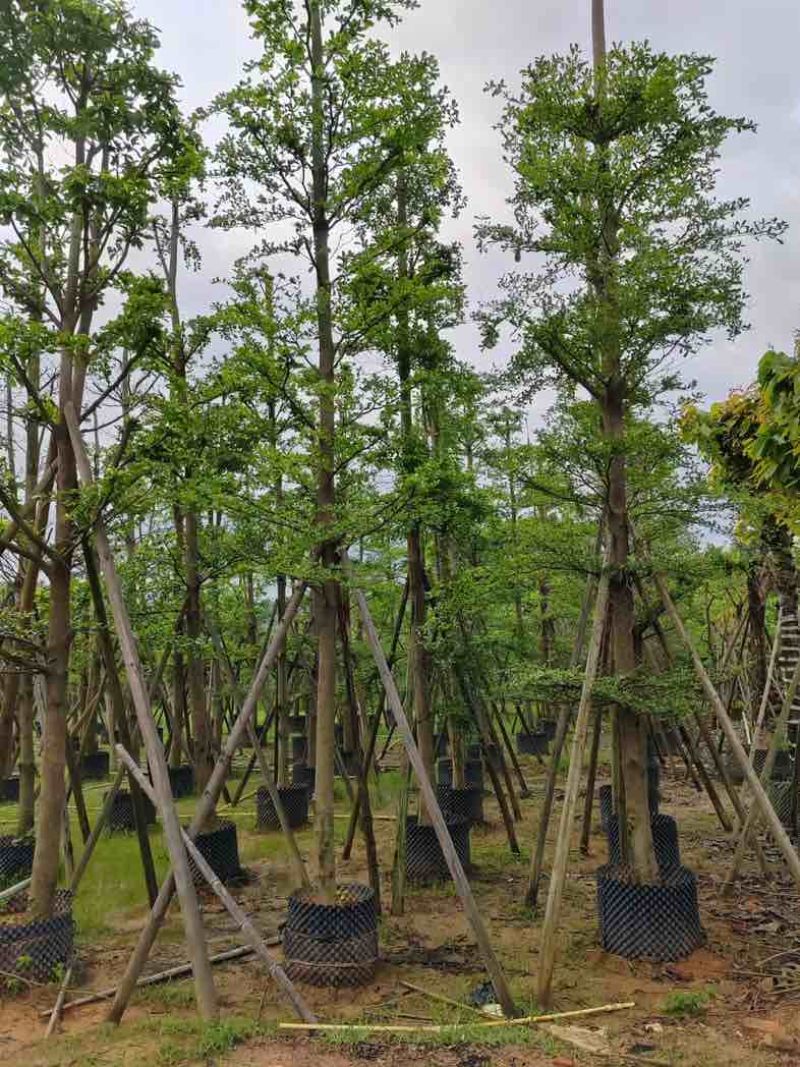 造托光杆小叶榄仁树10～16公分基地直销规格齐全欢迎来电