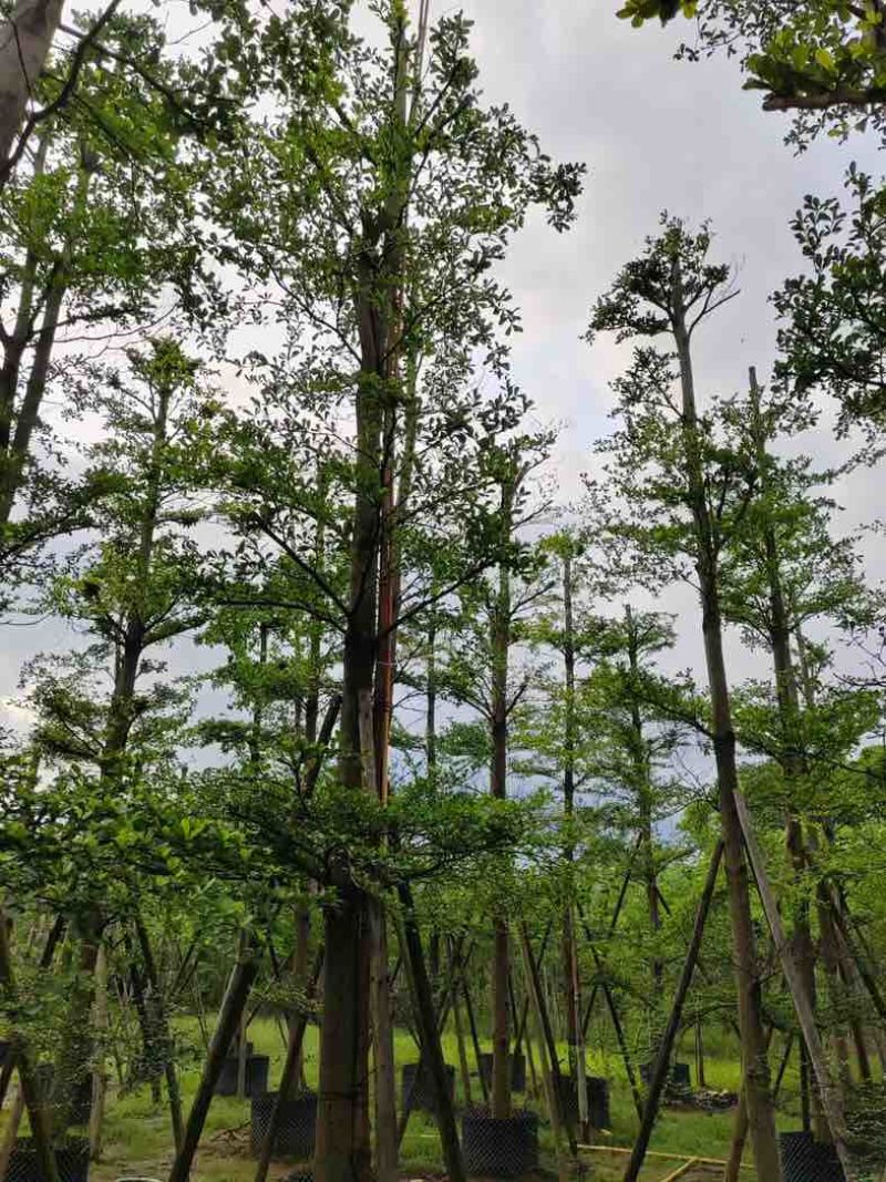 造托光杆小叶榄仁树10～16公分基地直销规格齐全欢迎来电