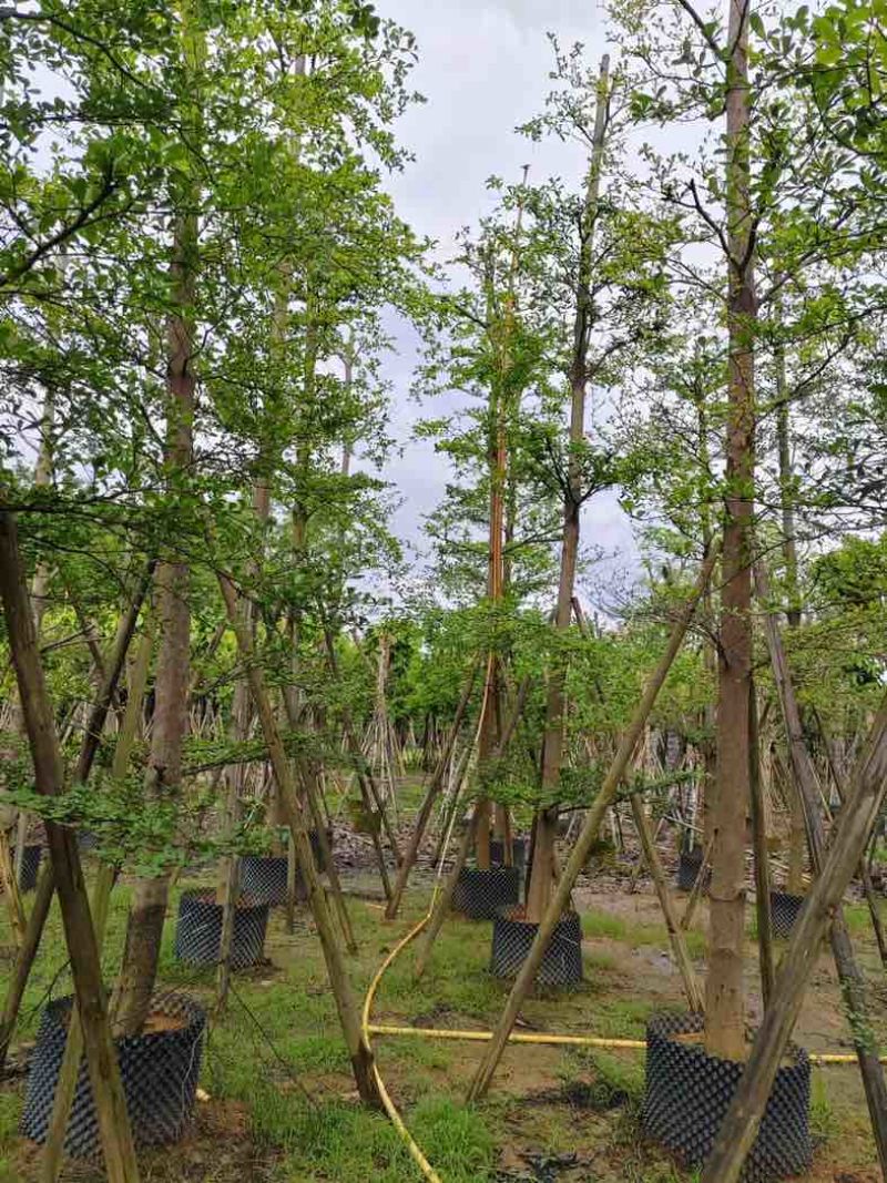 造托光杆小叶榄仁树10～16公分基地直销规格齐全欢迎来电