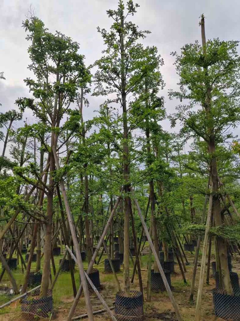 造托光杆小叶榄仁树10～16公分基地直销规格齐全欢迎来电