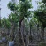 大叶紫薇（开花紫花）12～15公分基地直销规格齐全欢迎来