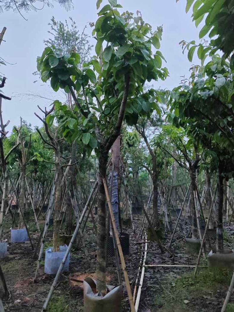 大叶紫薇（开花紫花）12～15公分基地直销规格齐全欢迎来