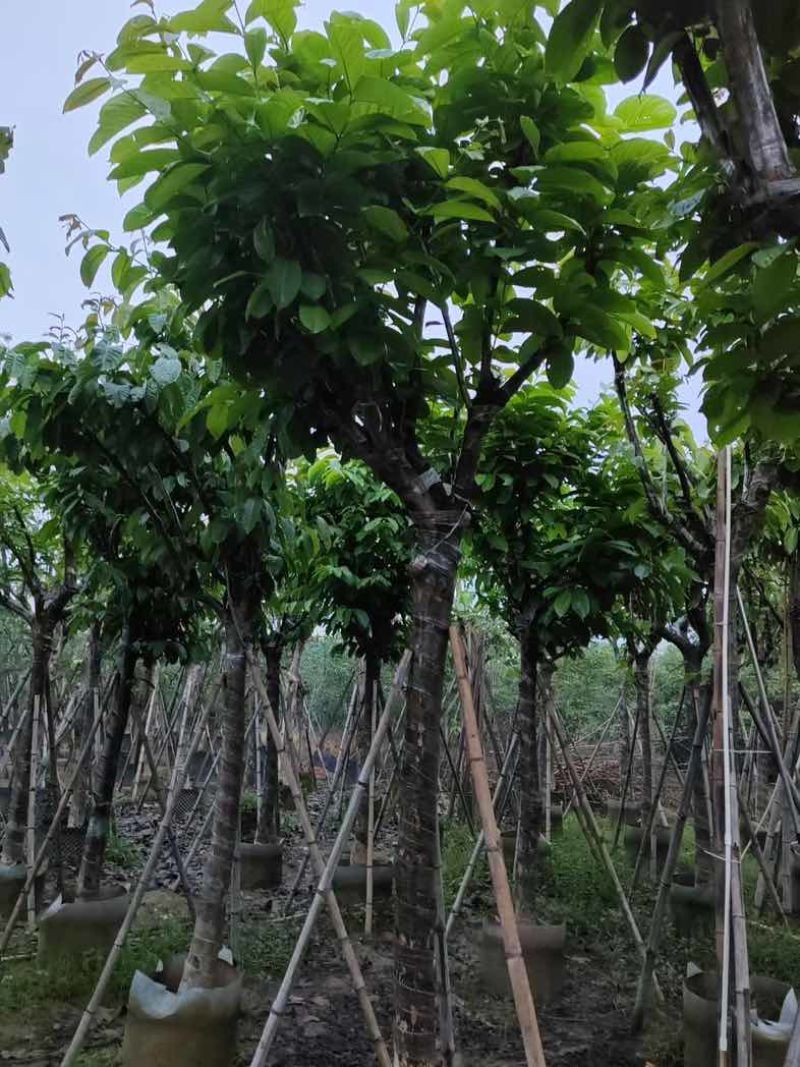 大叶紫薇（开花紫花）12～15公分基地直销规格齐全欢迎来