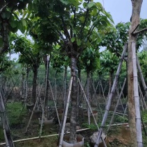 大叶紫薇（开花紫花）12～15公分基地直销规格齐全欢迎来