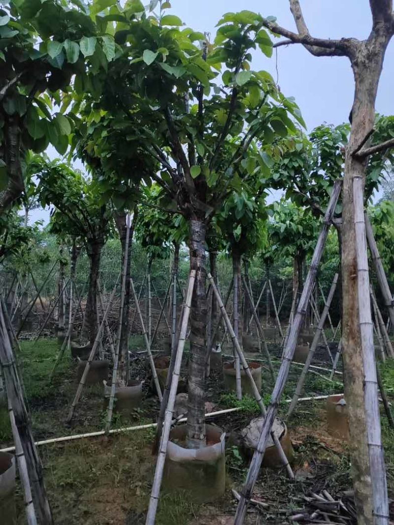 大叶紫薇（开花紫花）12～15公分基地直销规格齐全欢迎来